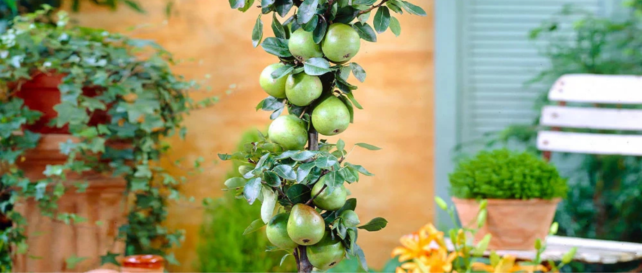 Pomi Fructiferi Columnari