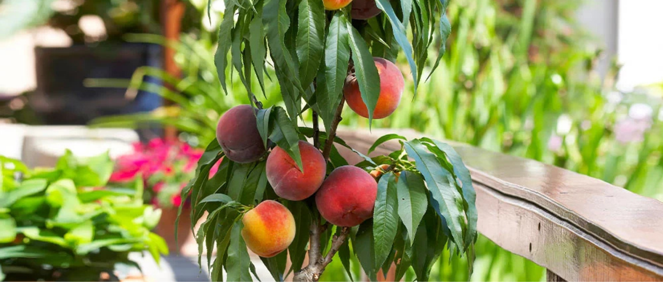 Pomi Fructiferi Pitici