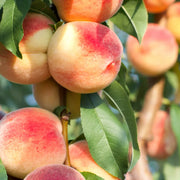 Piersic Michelini, Prunus Persica