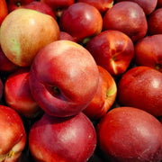 Nectarin Fairlane, Prunus Persica var. Nucipersica