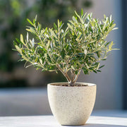 Maslin Pre-bonsai, Olea Europaea