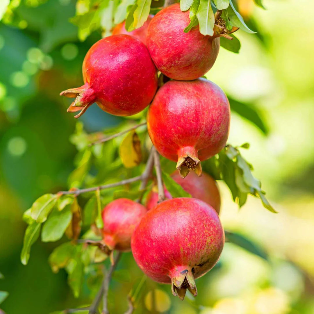 Rodiu, Punica Granatum