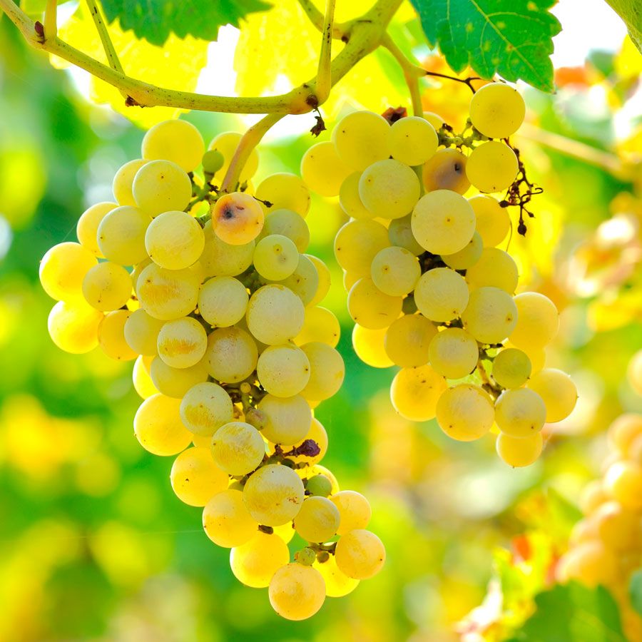 Vita de Vie Italia, Vitis Vinifera , pentru masa, alb