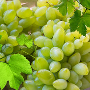 Vita de Vie Pizzutello Bianco, Vitis Vinifera, pentru masa, alb