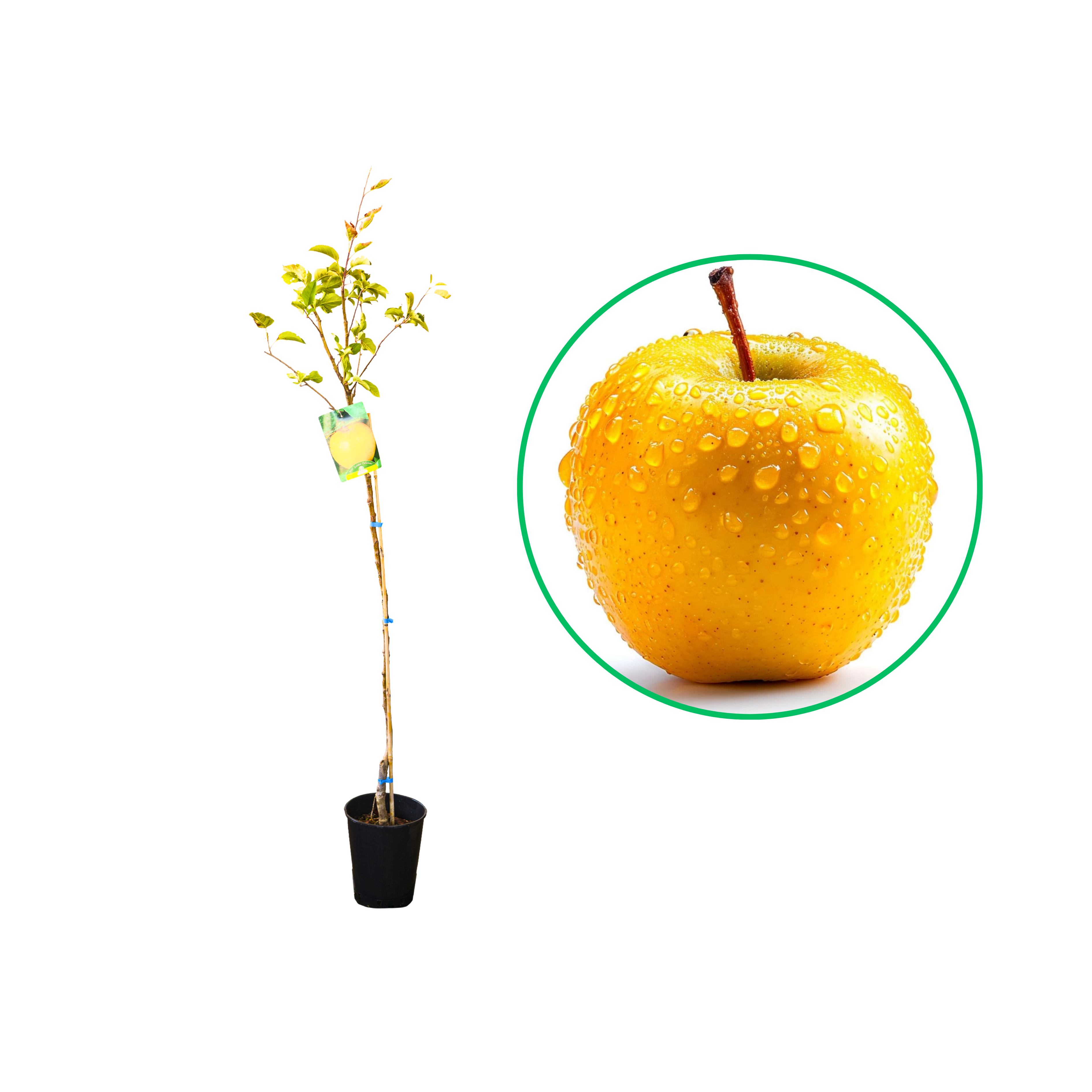 Mar Golden Delicious, Malus Domestica