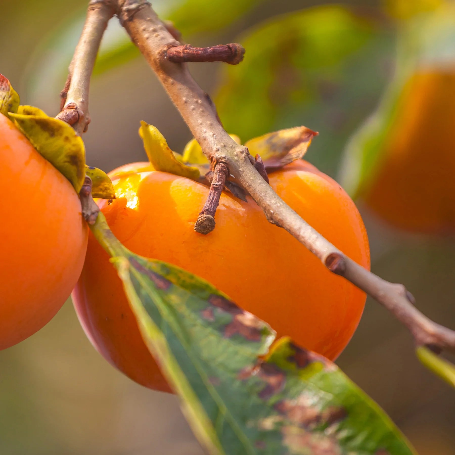 Kaki Rojo Brillante, Diospyros Kaki