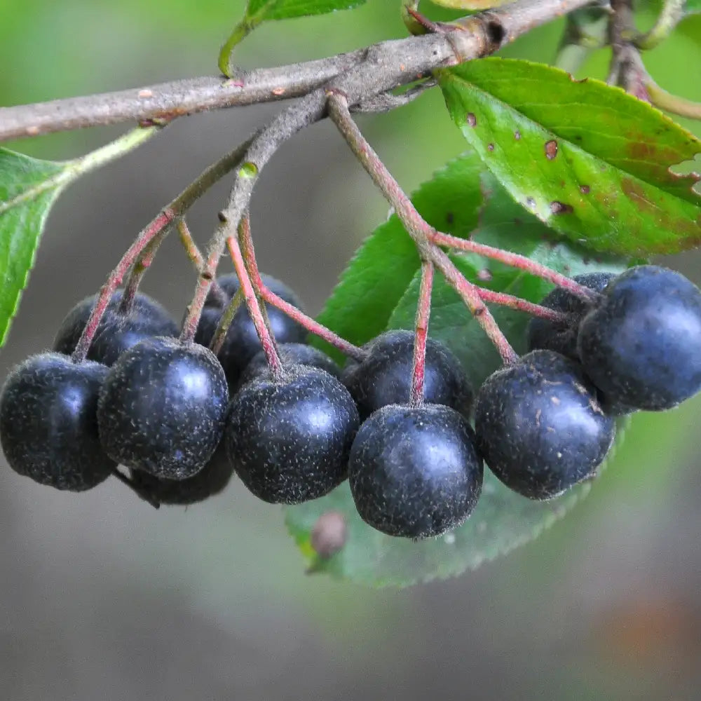 Scorus Negru Amit, Aronia Mitschurini Amit