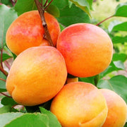 Cais San Castrese, Prunus Armeniaca