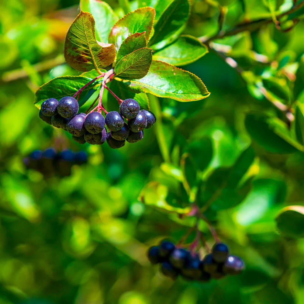 Aronia Viking, Aronia Prunifolia Viking
