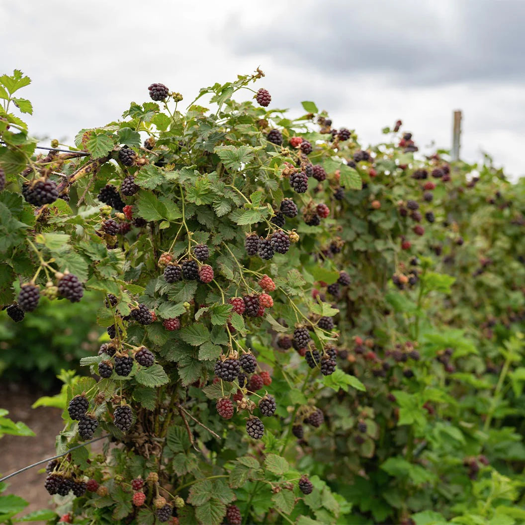 Mur Thornless Evergreen, Rubus Fruticosus Thornless Evergreen, fara spini
