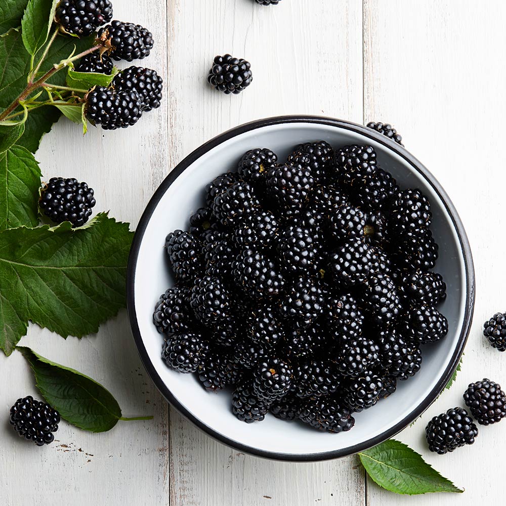 Mur Thornless Evergreen, Rubus Fruticosus Thornless Evergreen, fara spini