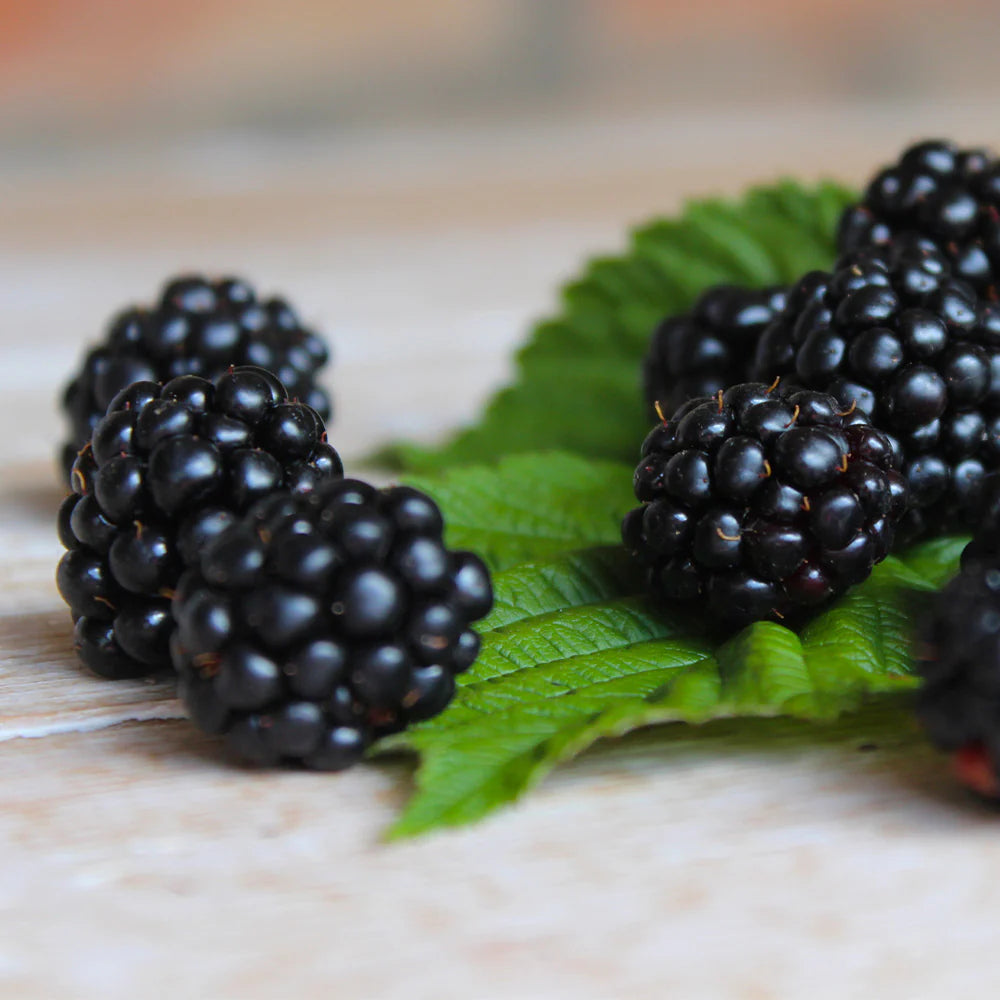 Mur Thornless Evergreen, Rubus Fruticosus Thornless Evergreen, fara spini