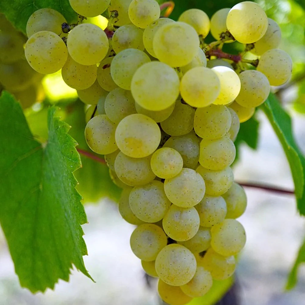 Vita de Vie Perla, Vitis Vinifera, pentru masa, alb