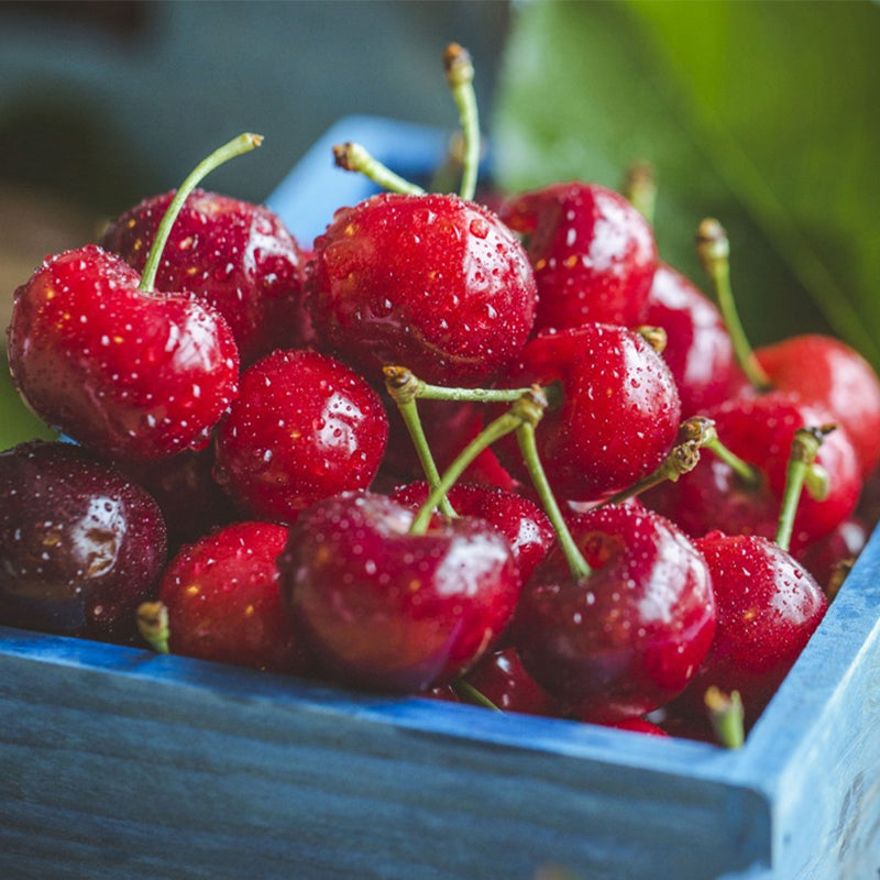 Cires Stella, Prunus Avium