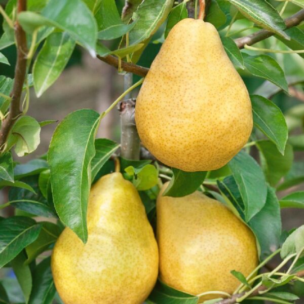 Par Supertino, Pyrus Communis