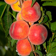 Piersic Maria Bianca, Prunus Persica