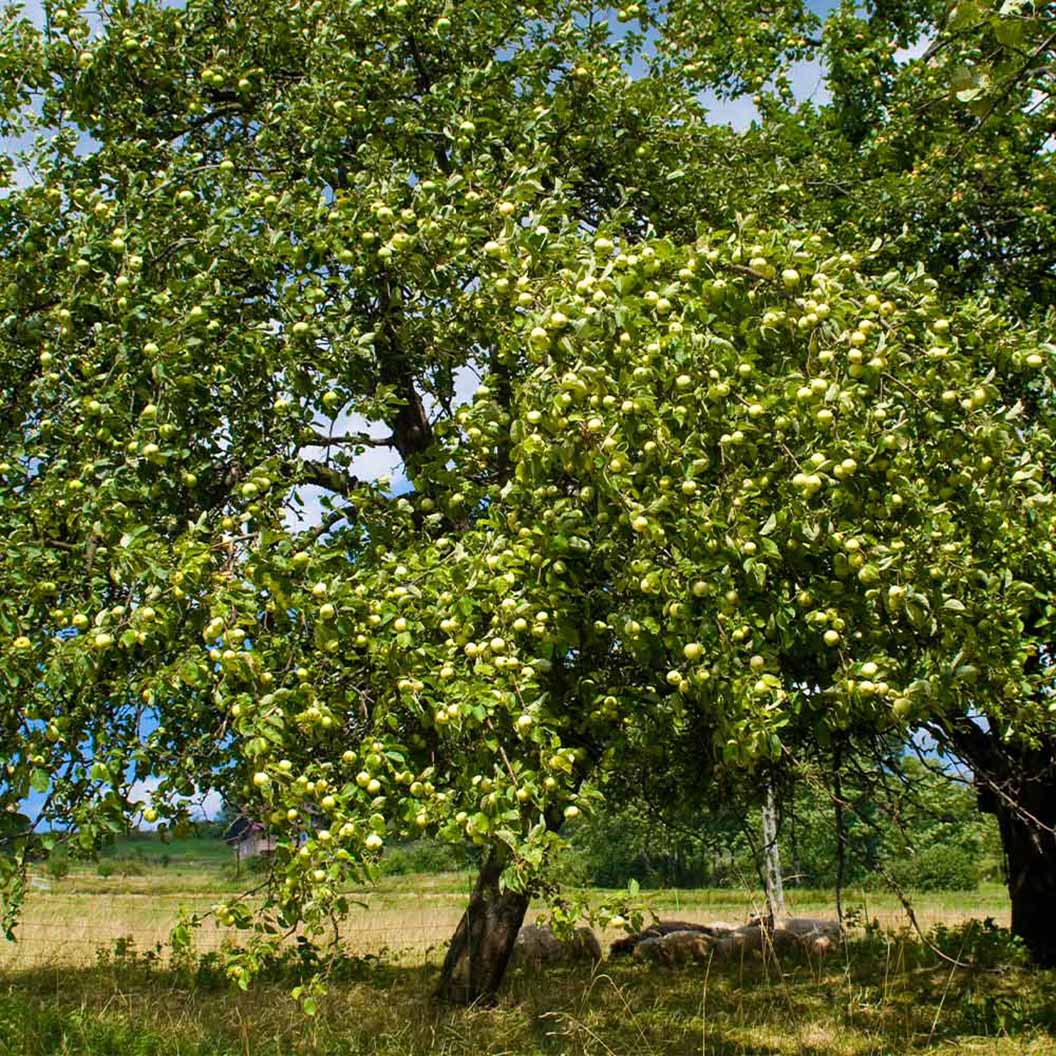 Mar Granny Smith, Malus Domestica
