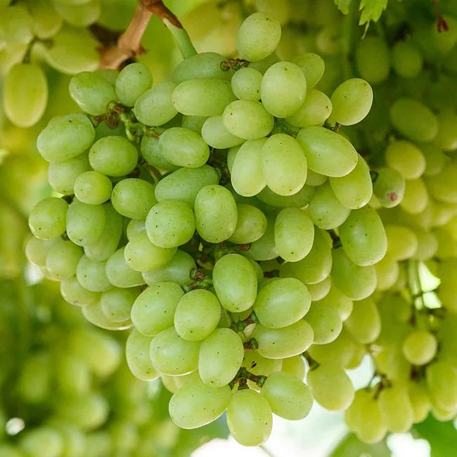 Vita de Vie Muscat de Alexandria, Vitis Vinifera Zibibbo, pentru vin, alb