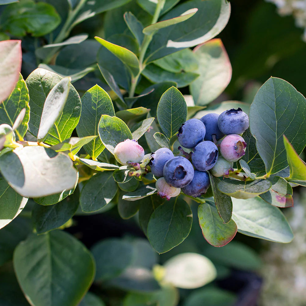 Afin Herbert, Vaccinium Corymbosum Herbert
