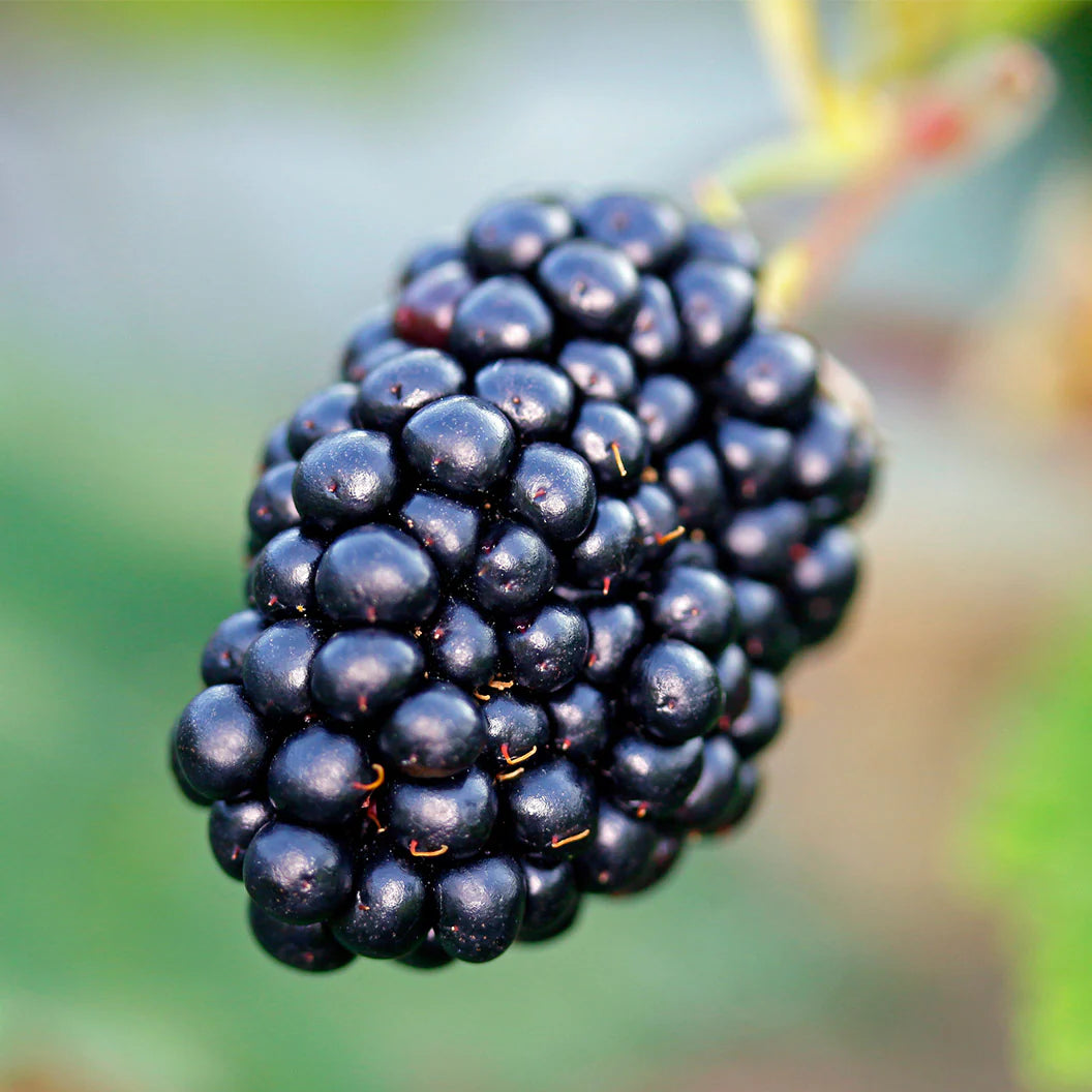 Mur Black Satin, Rubus Fruticosus, fara spini