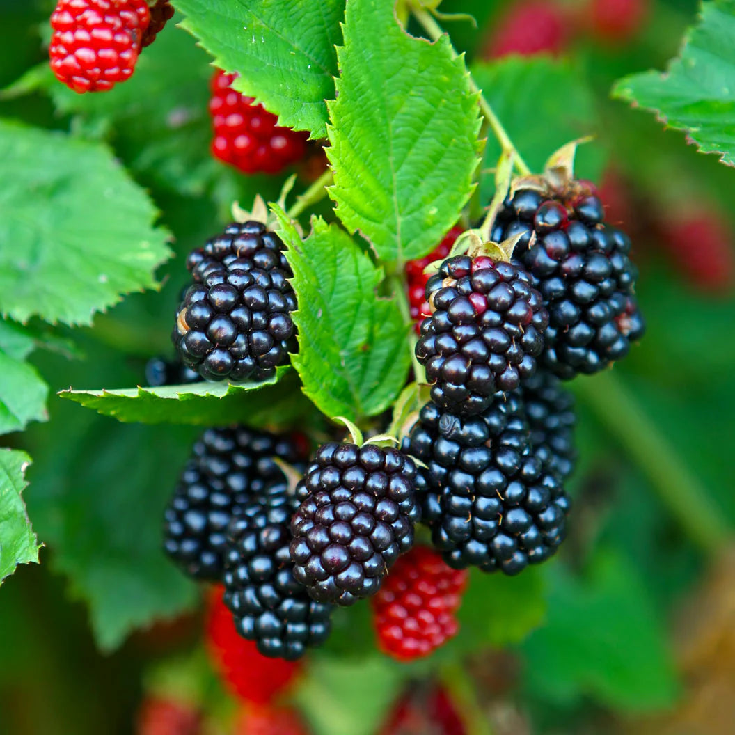Mur Black Satin, Rubus Fruticosus, fara spini