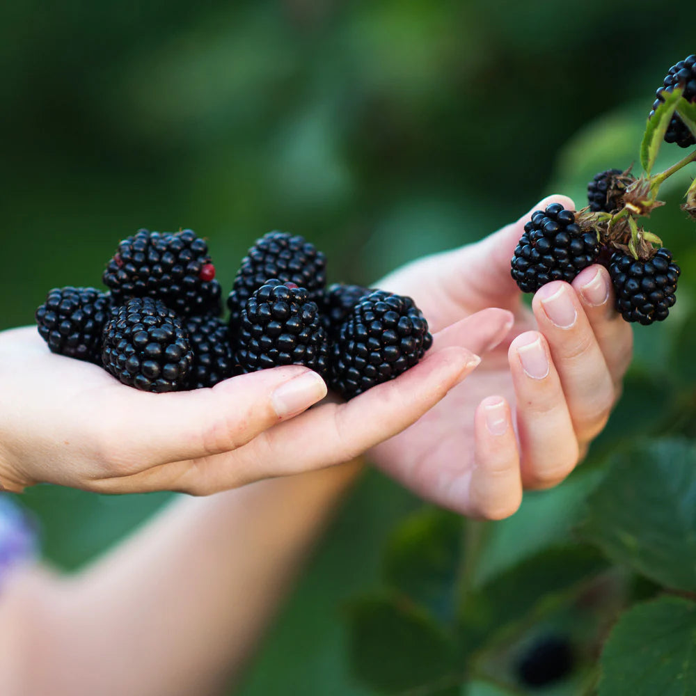 Mur Thornfree, Rubus Fruticosus Thornfree, fara spini