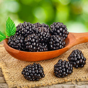 Mur Thornfree, Rubus Fruticosus Thornfree, fara spini