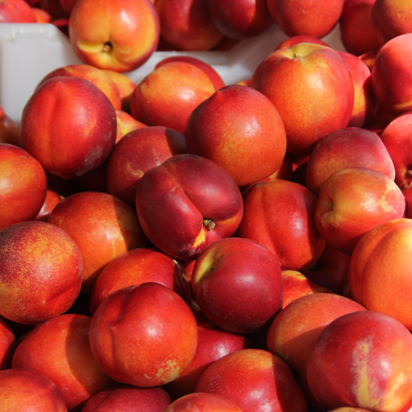 Nectarin Pitic, Prunus Persica var. Nucipersica