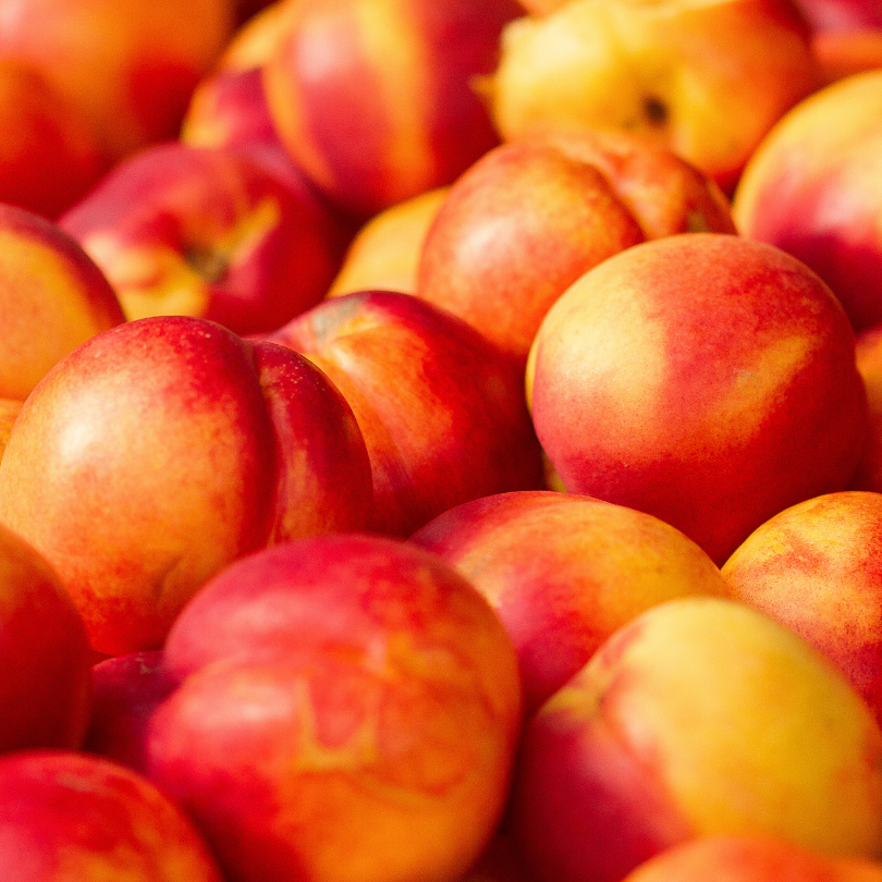 Nectarin Caldesi, Prunus Persica var. Nucipersica