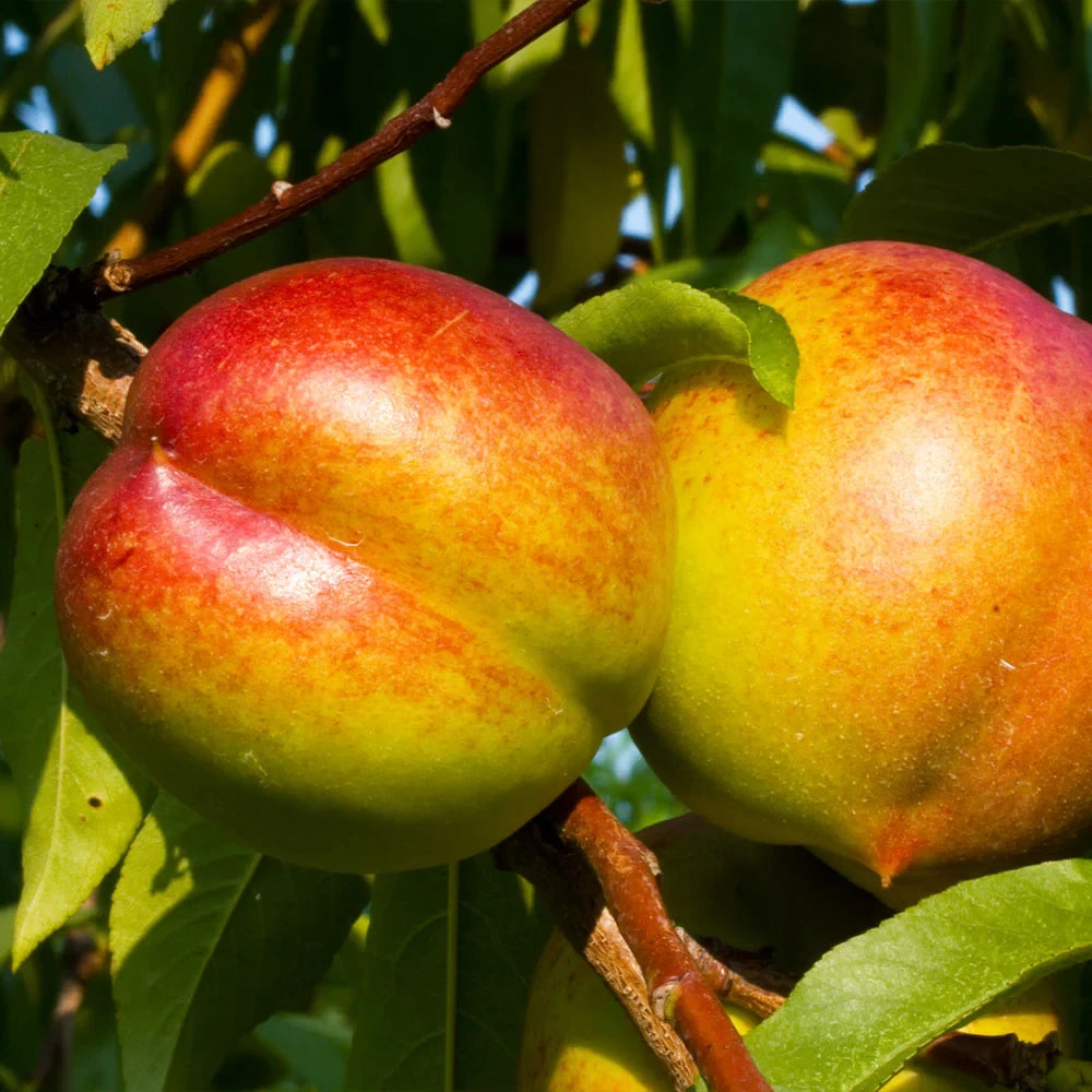 Frui