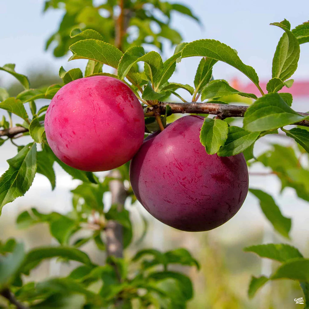 Prun Ozark Premier, Prunus Domestica