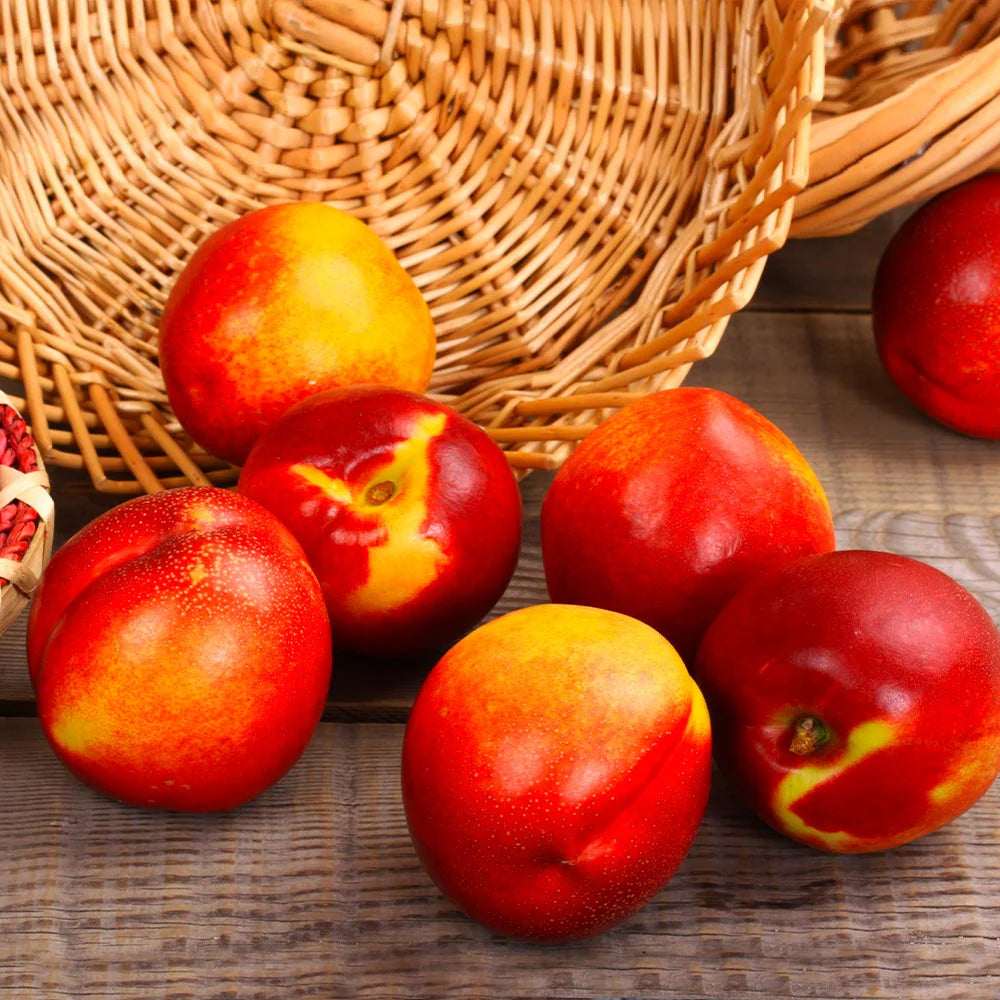 Nectarin Precoce, Prunus Persica var. Nucipersica