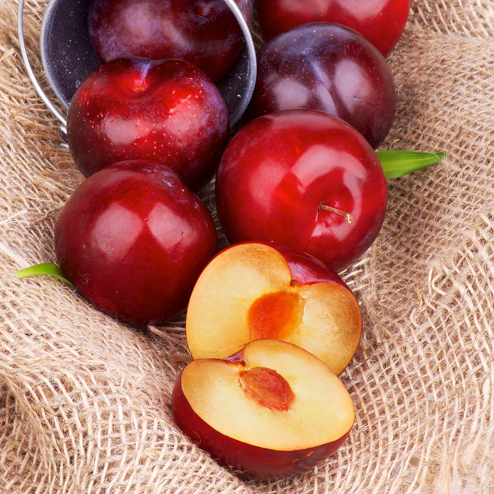 Prun Ozark Premier, Prunus Domestica