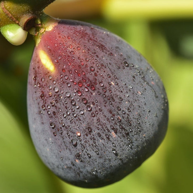 Smochin Sultane, Ficus Carica