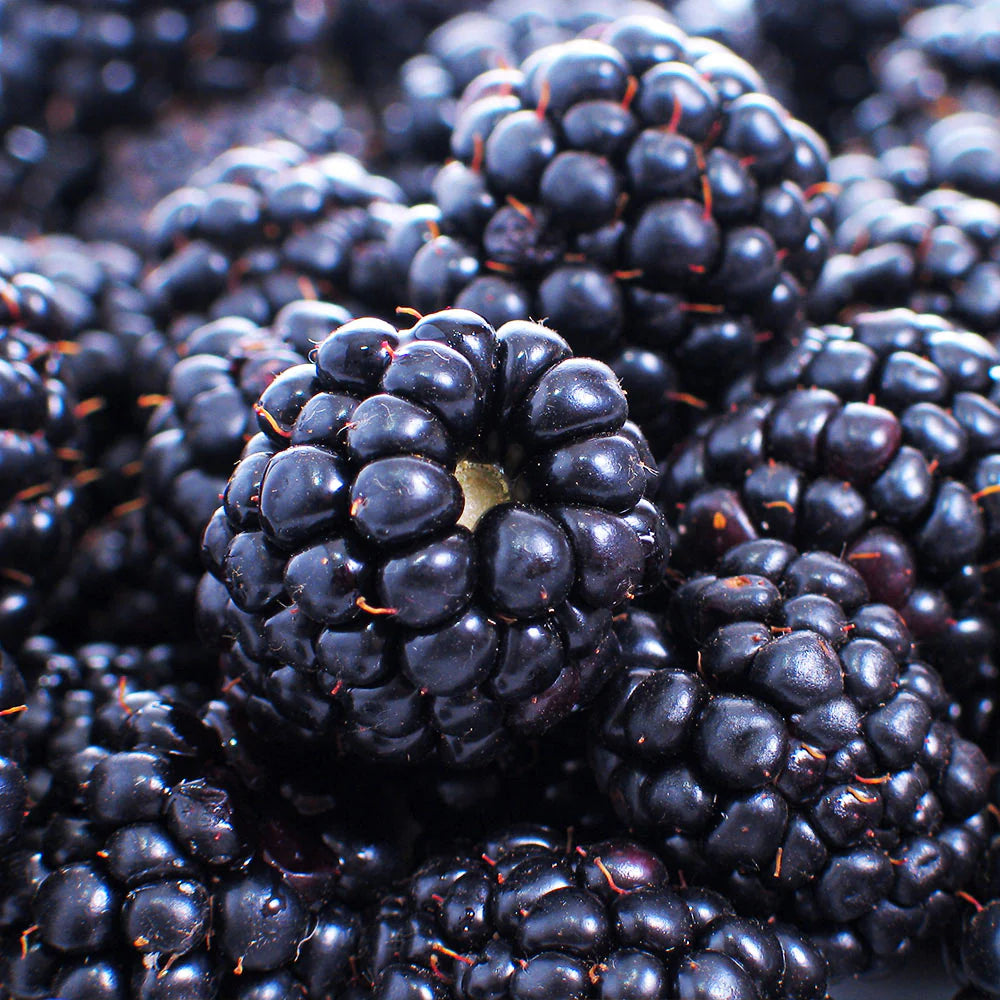 Mur Black Satin, Rubus Fruticosus, fara spini