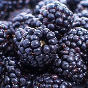 Mur Black Satin, Rubus Fruticosus, fara spini