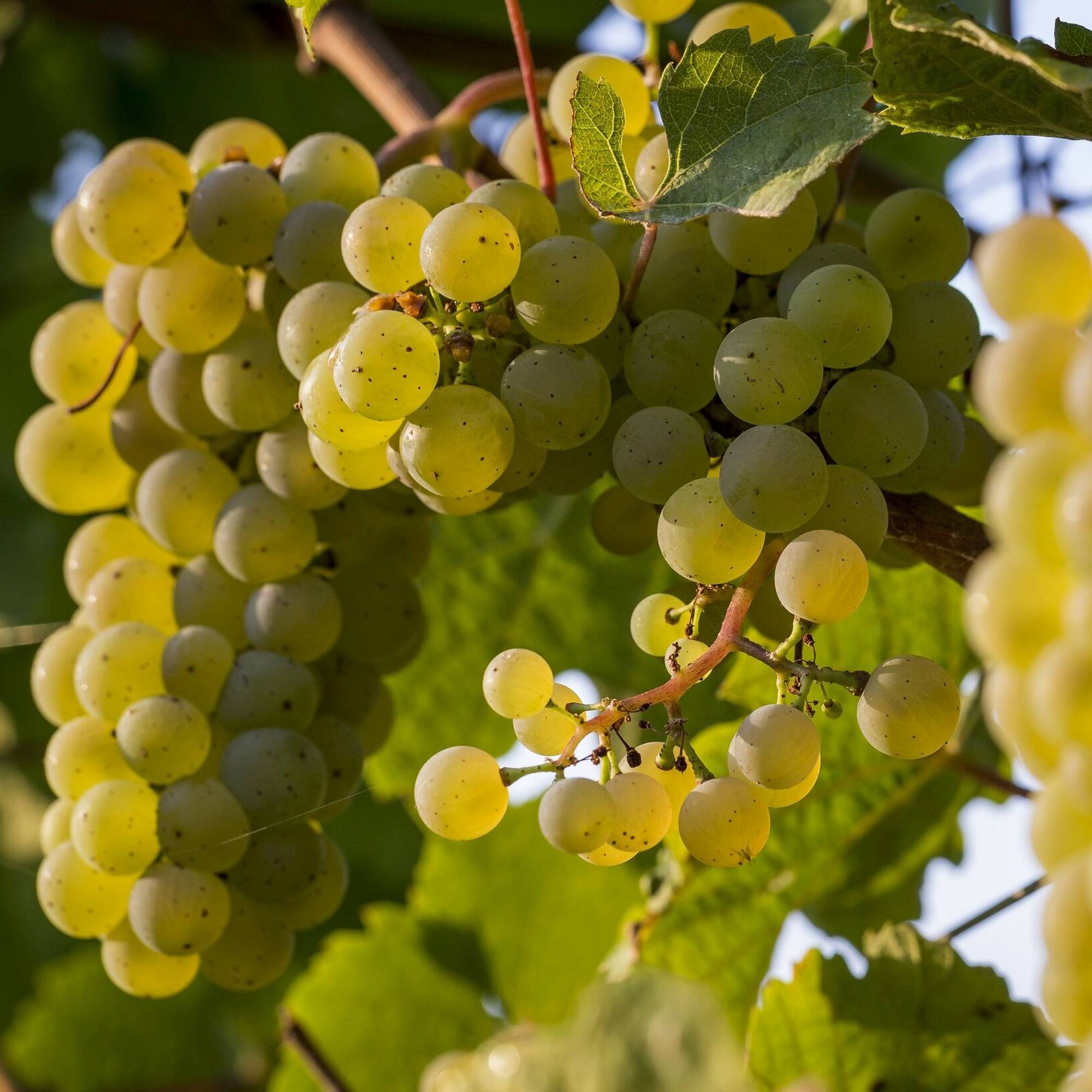 Vita de Vie Angela, Vitis Vinifera, pentru masa, alba