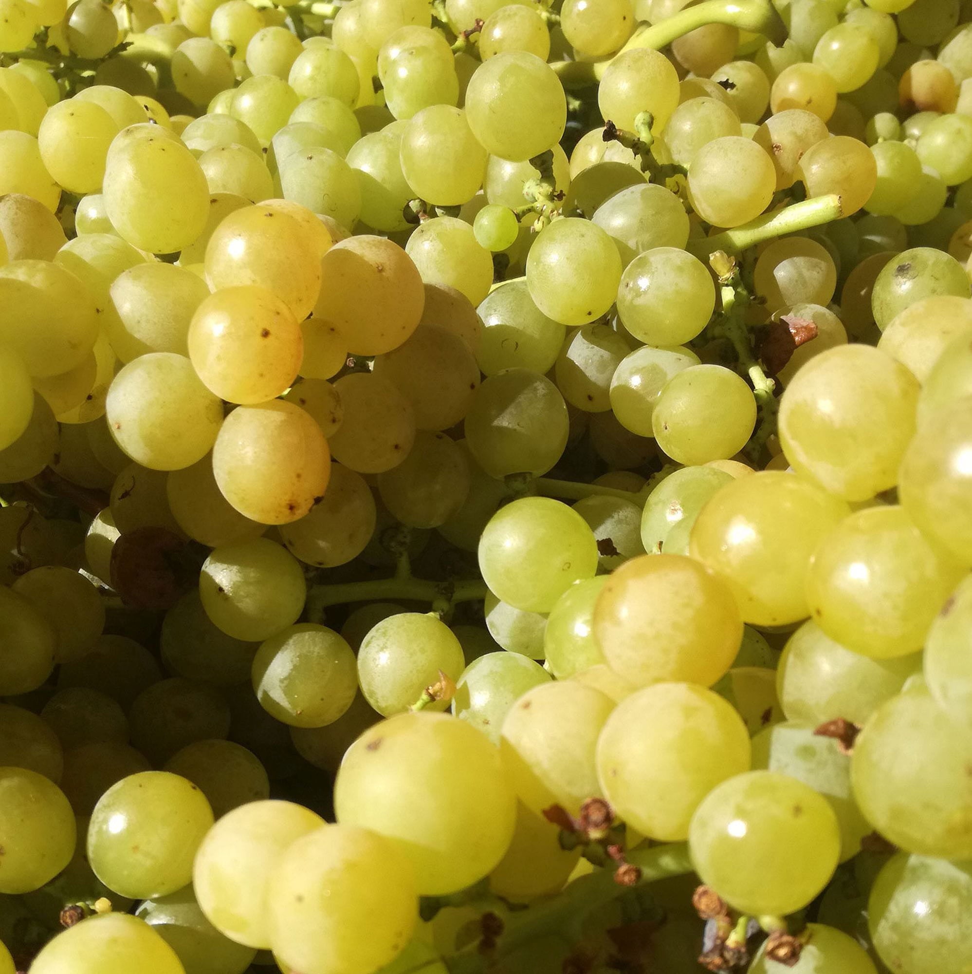Vita de Vie Angelica Gialla, Vitis Vinifera, pentru masa, alb