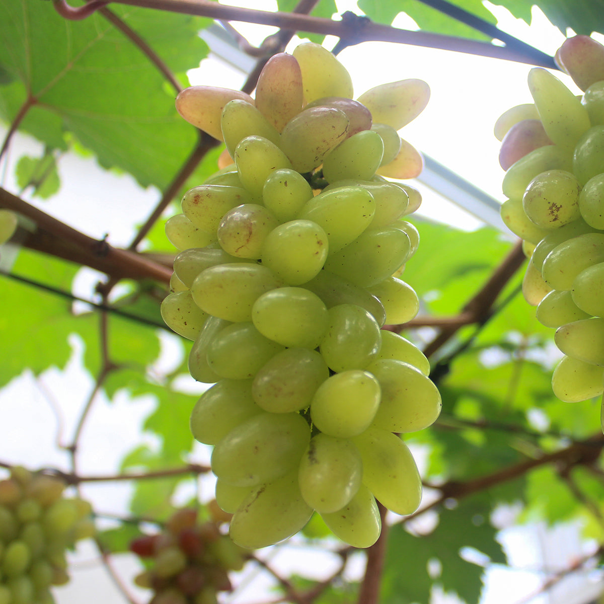 Vita de Vie Pizzutello Bianco, Vitis Vinifera, pentru masa, alb