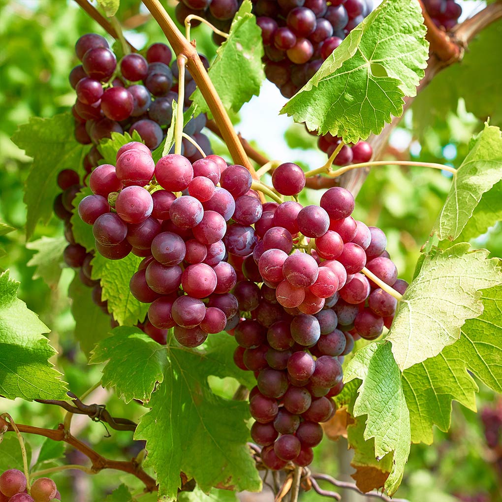 Vita de Vie Red Globe, Vitis Vinifera, pentru masa, rosu