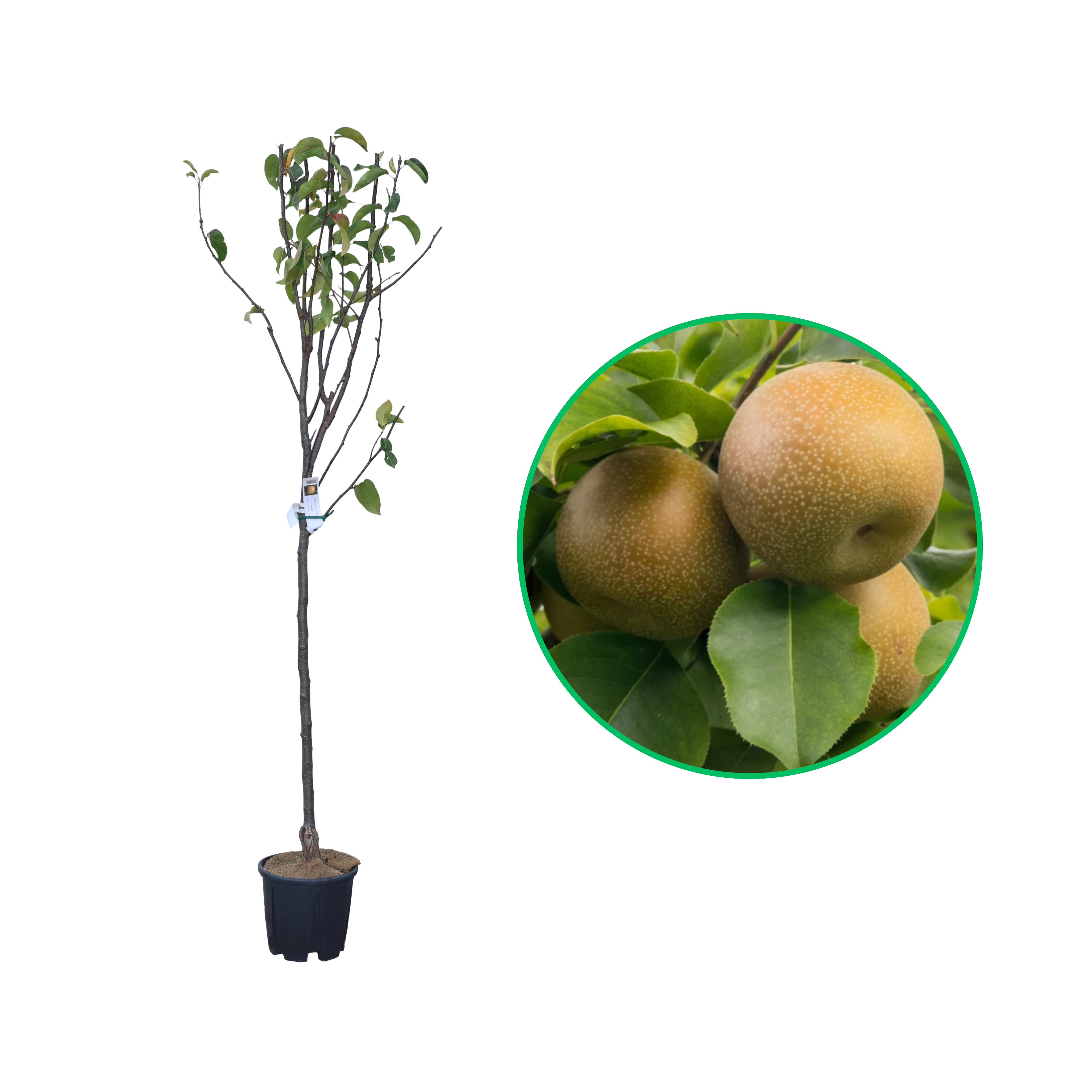 Par Asiatic Nashi Kosui, Pyrus Pyrifolia