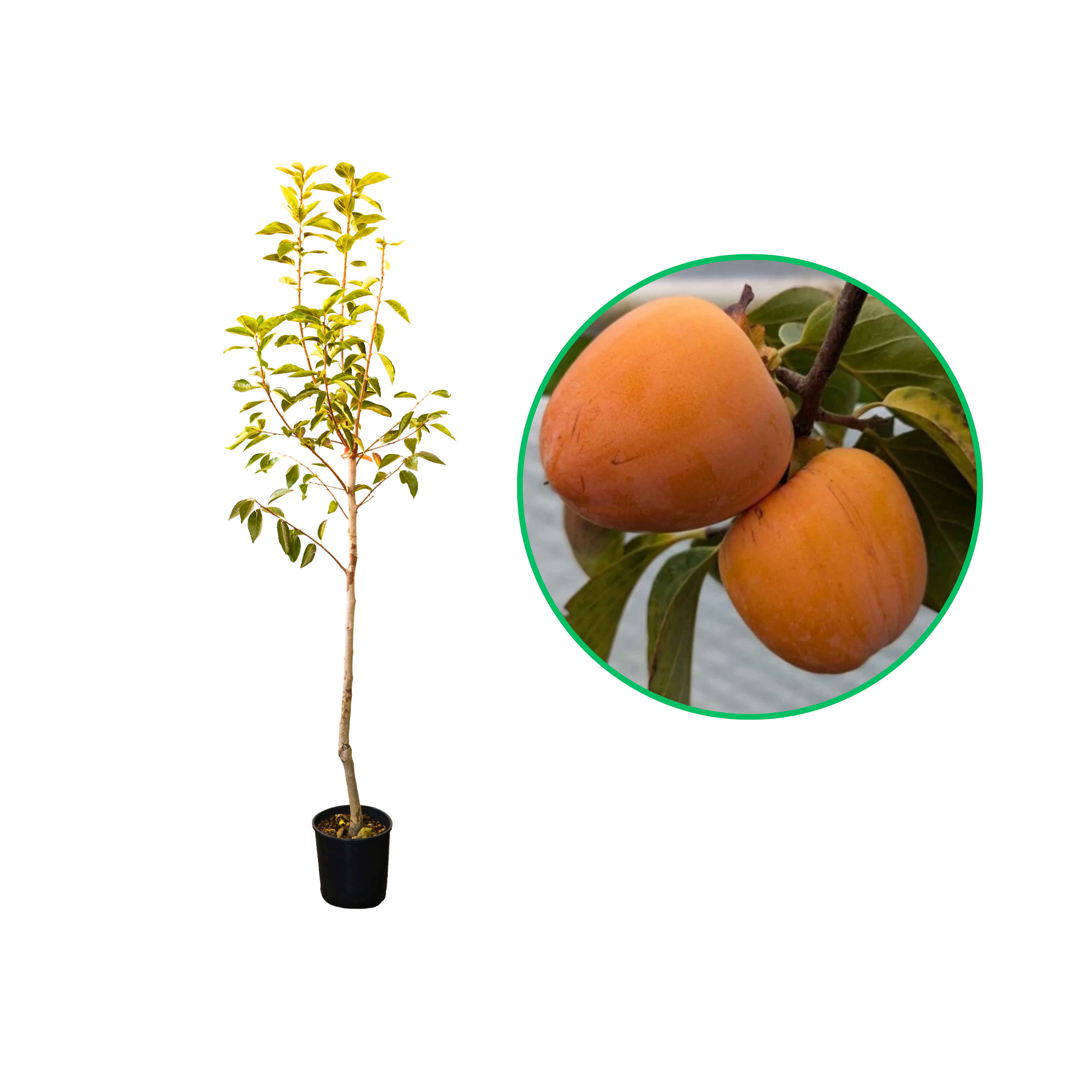 Kaki Rojo Brillante, Diospyros Kaki