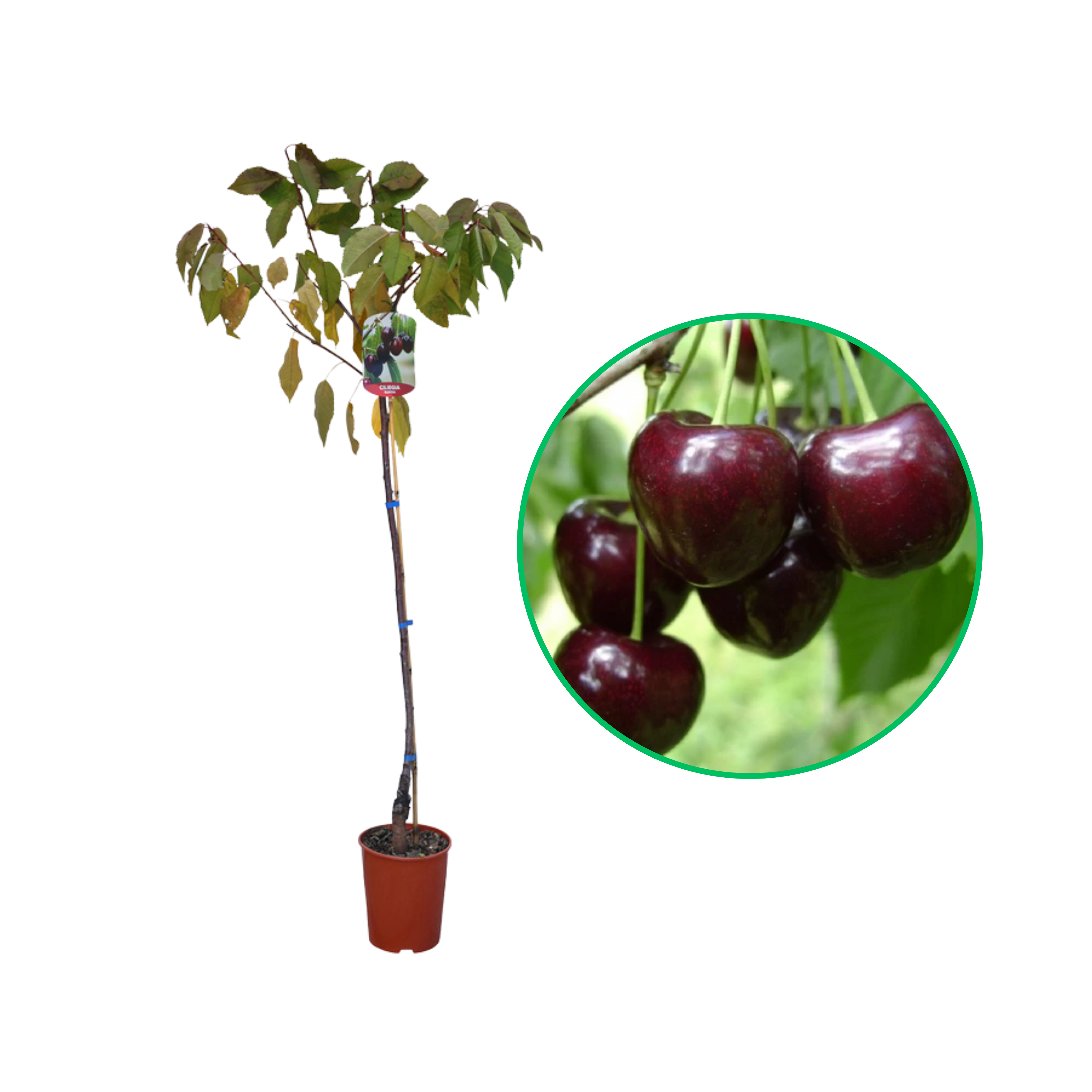 Cires Kordia, Prunus Avium