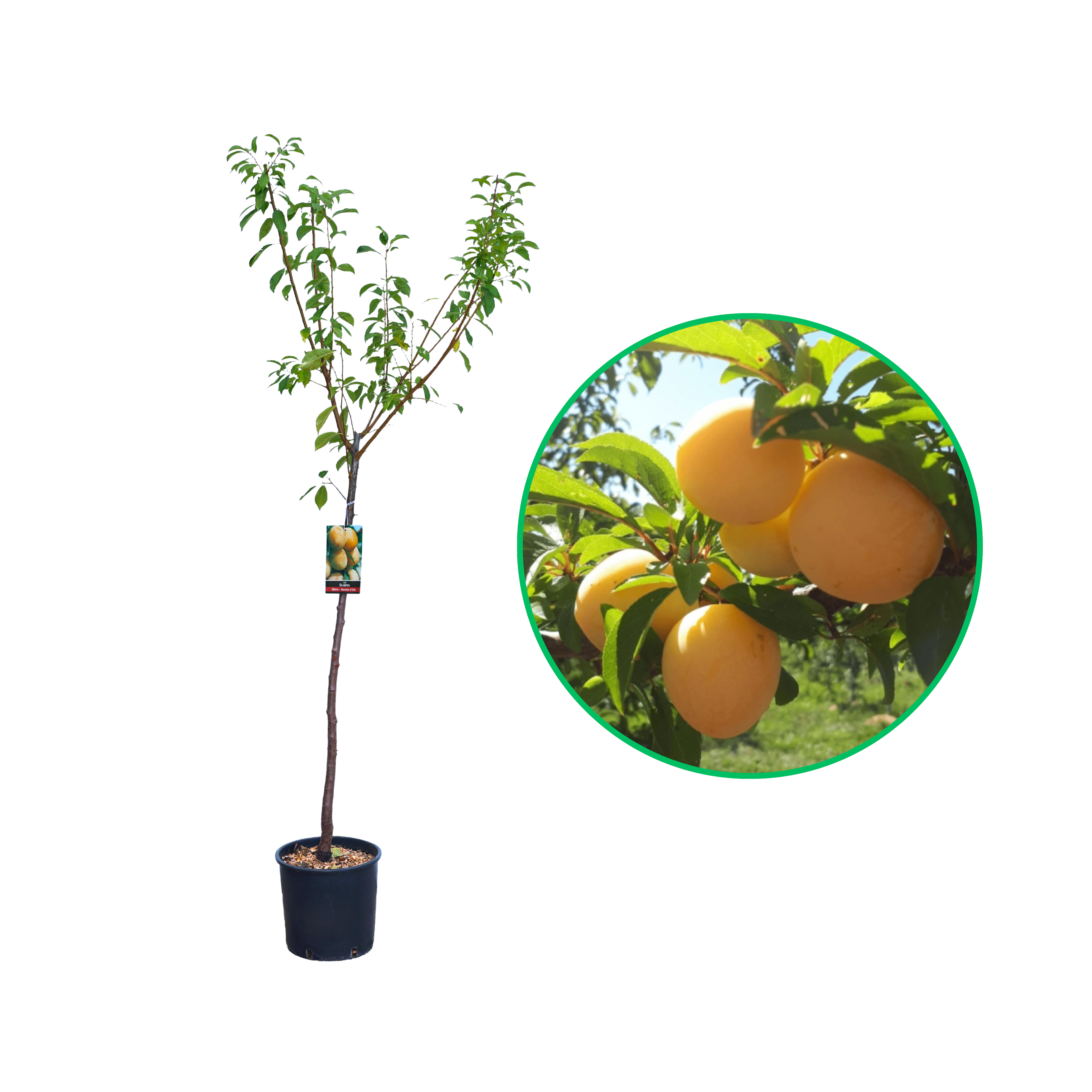 Prun Shiro, Prunus Domestica