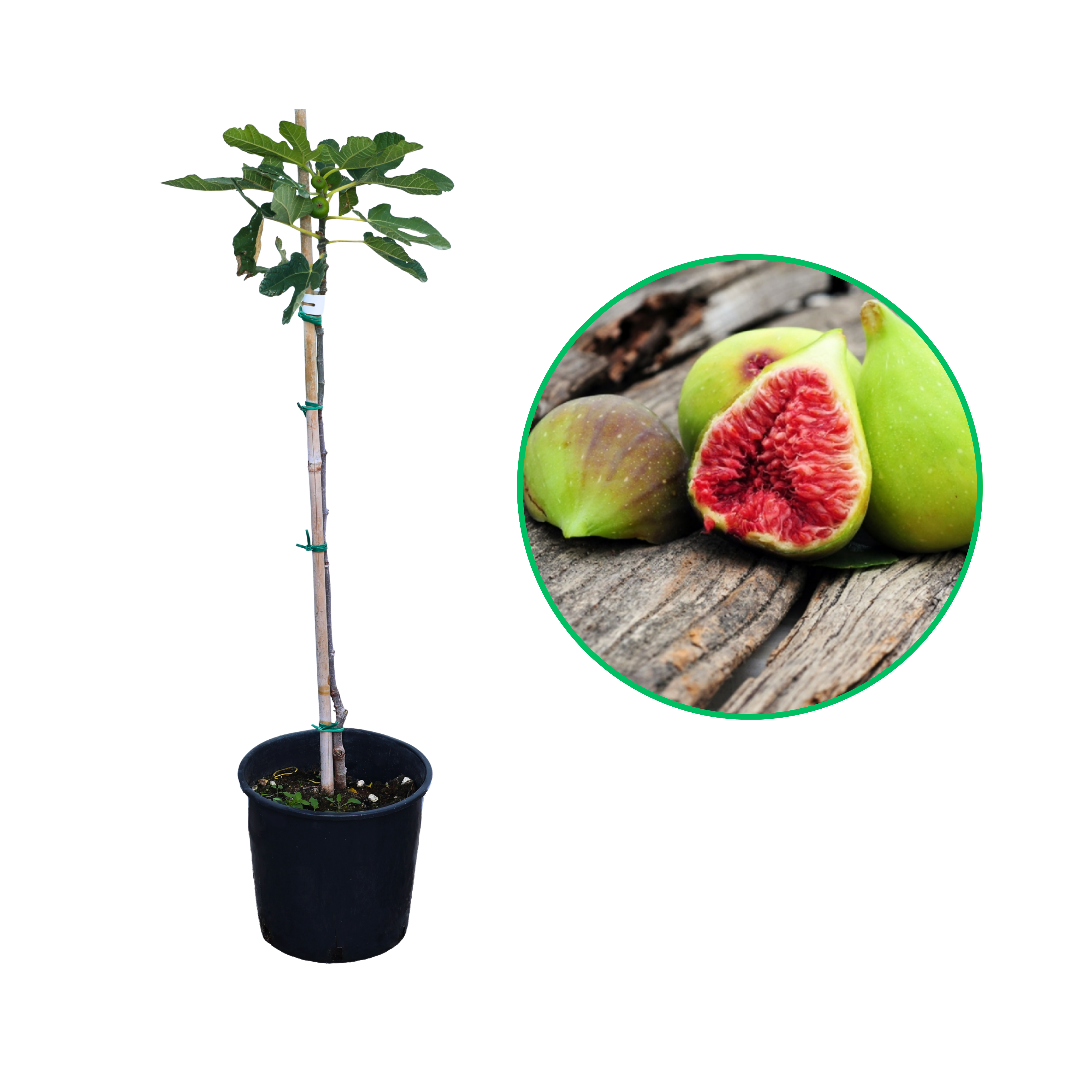 Smochin, Ficus Carica