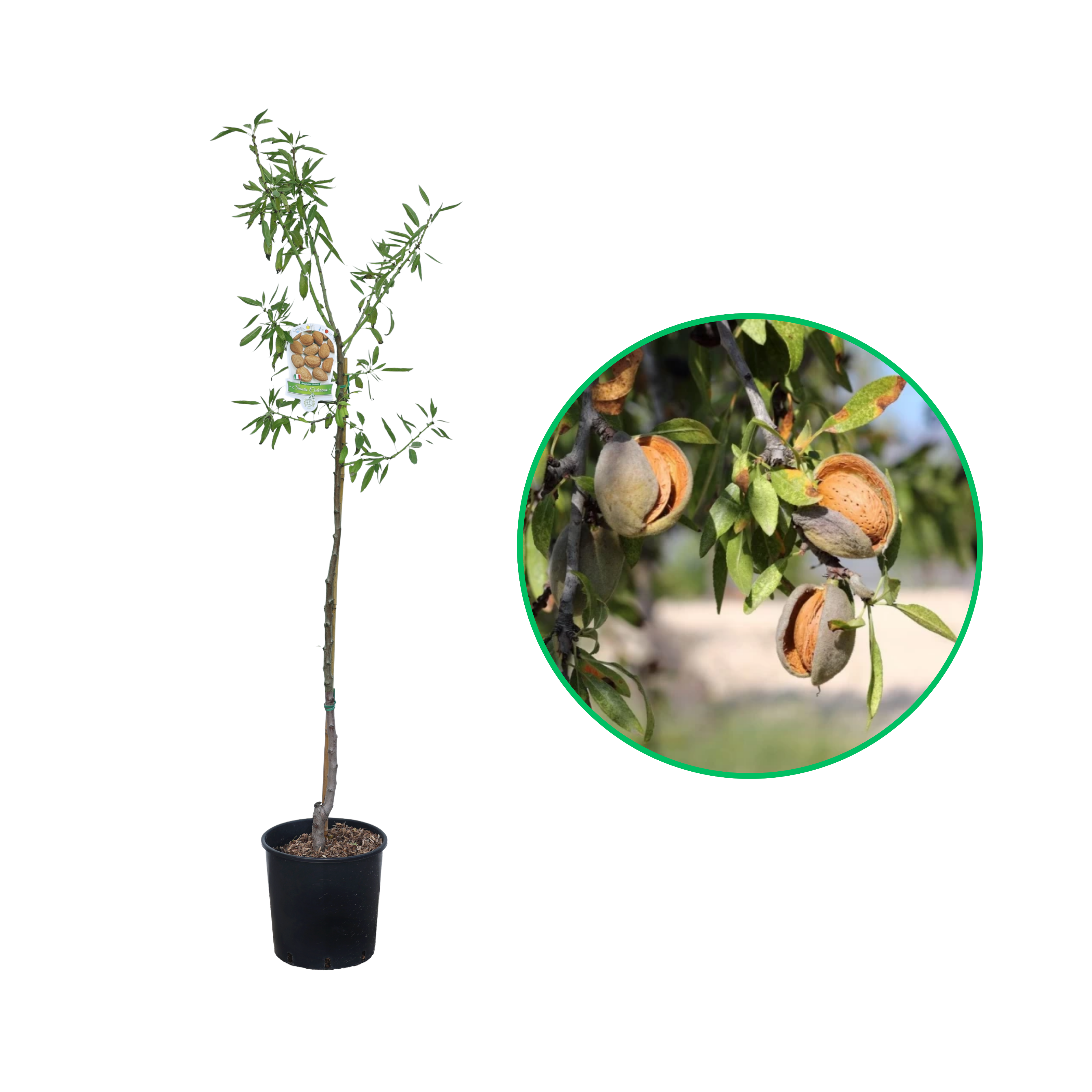 Migdal Tuono, Amygdalus Communis