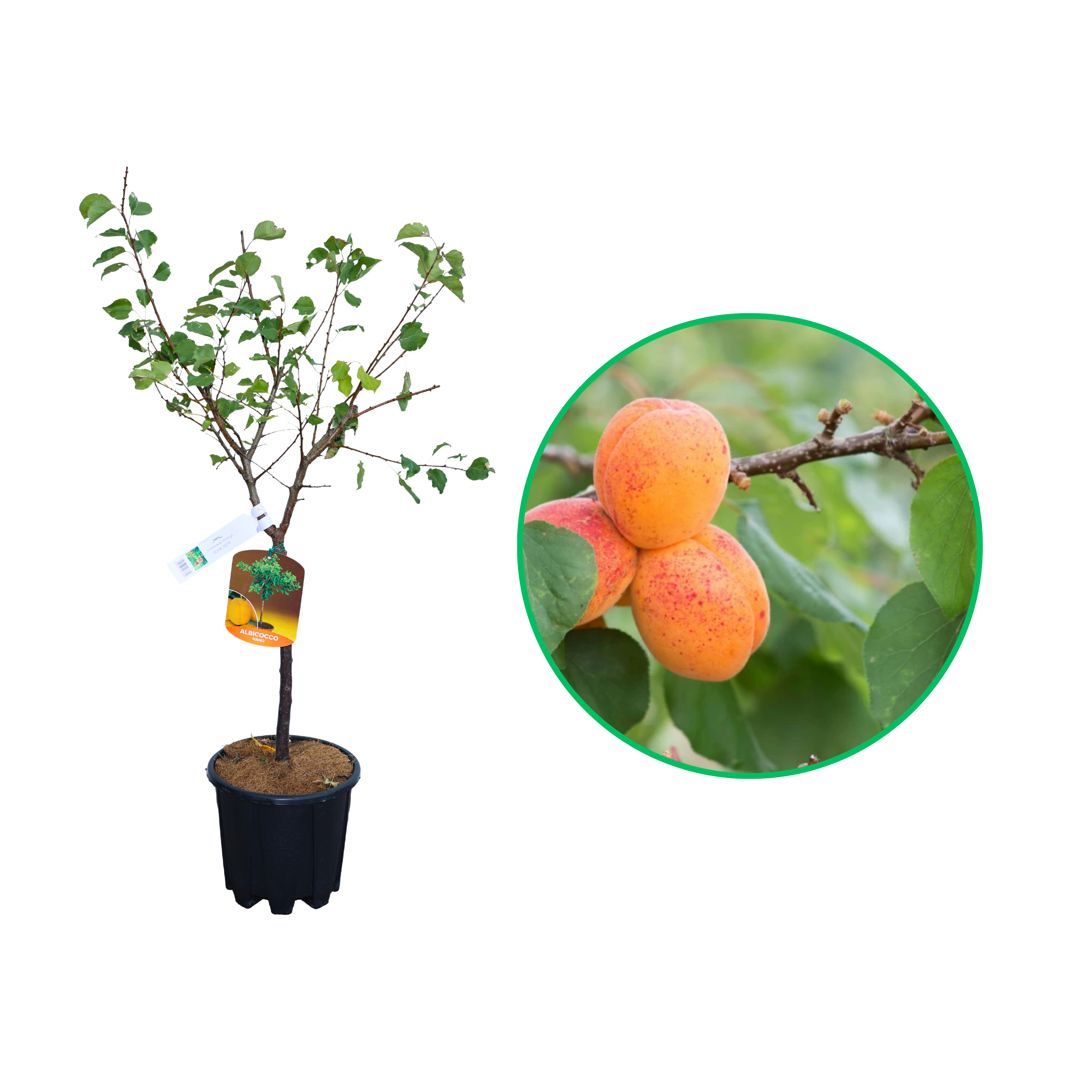 Cais Pitic, Prunus Armeniaca