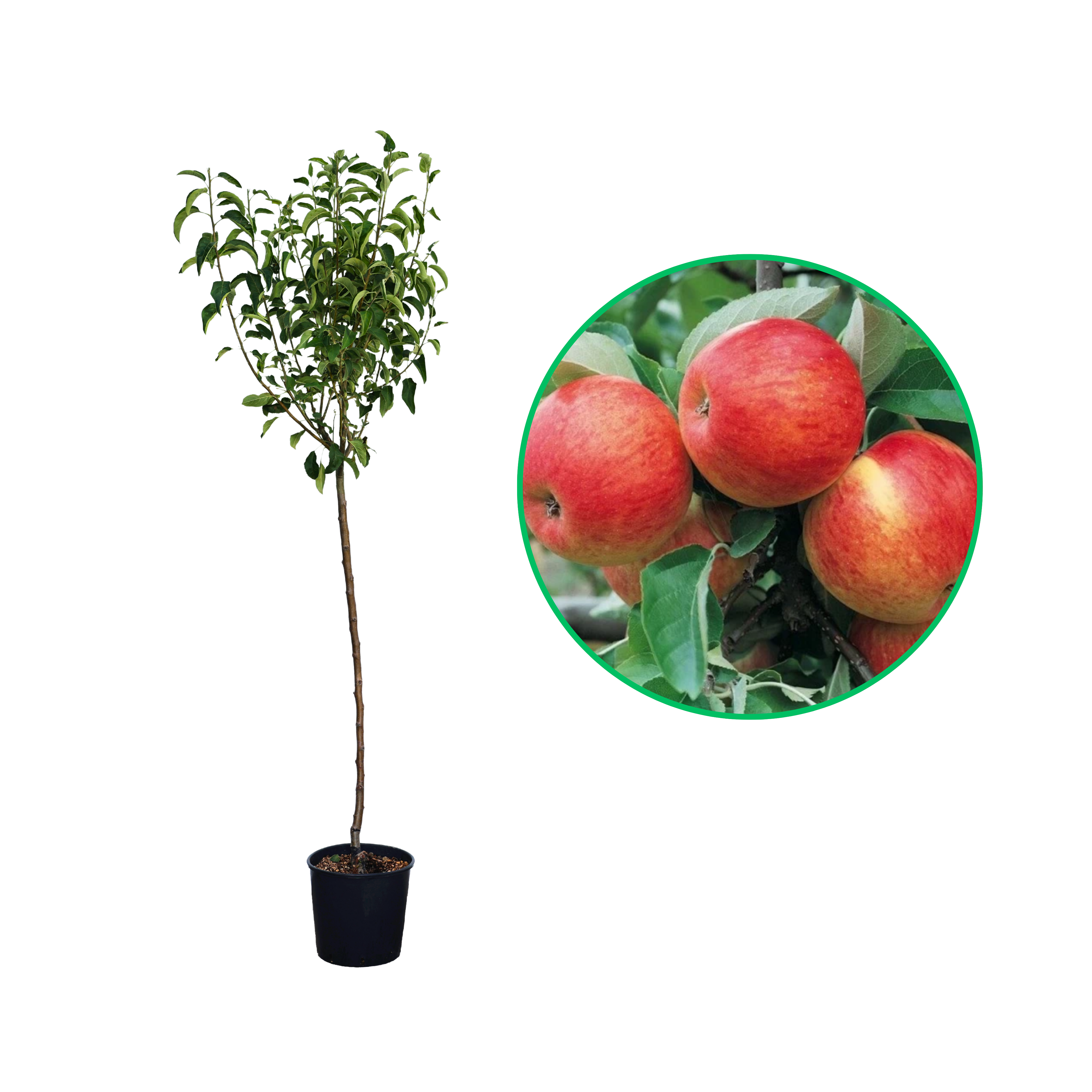 Mar Boskoop, Malus Domestica