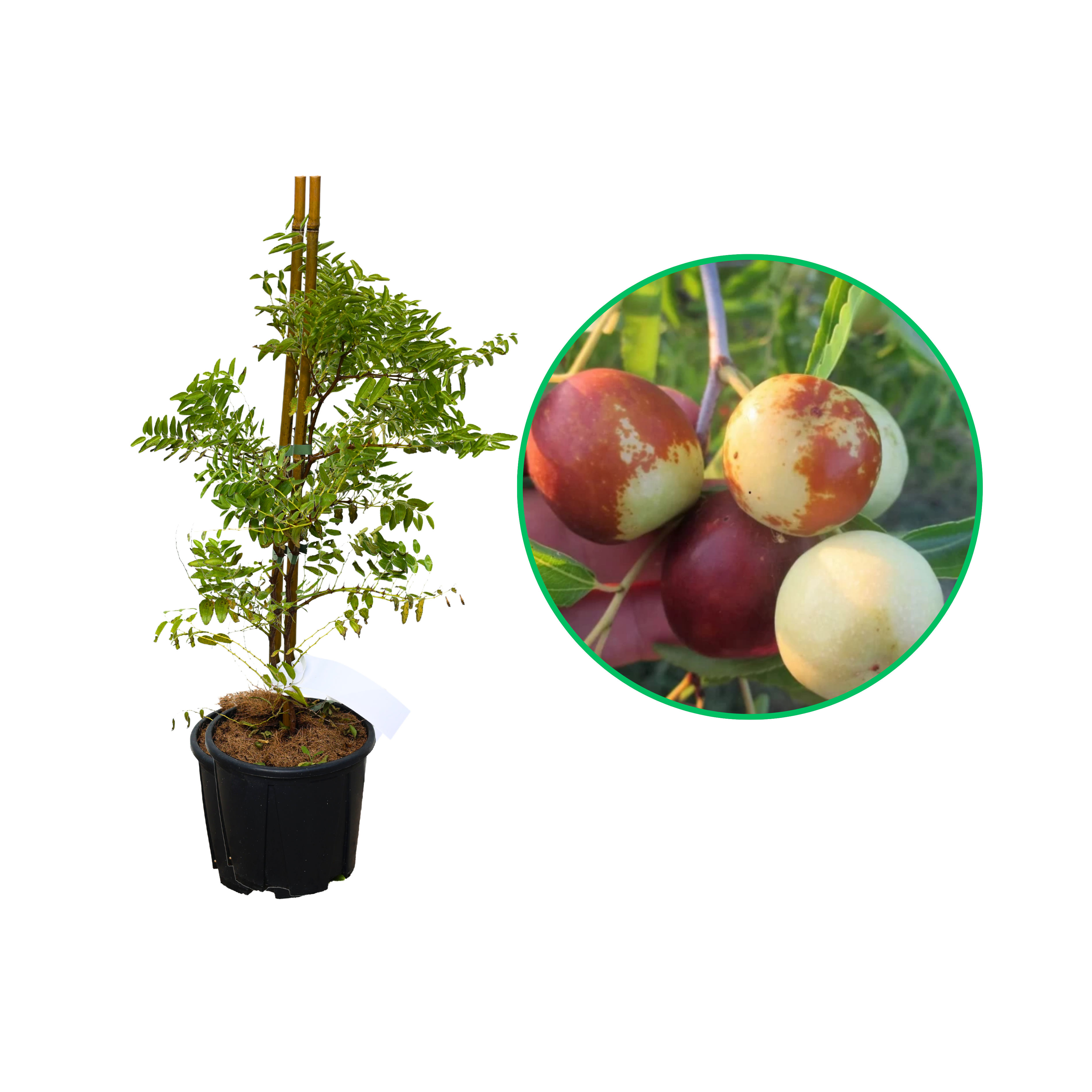 Curmal Chinezesc Dong, Ziziphus Jujuba