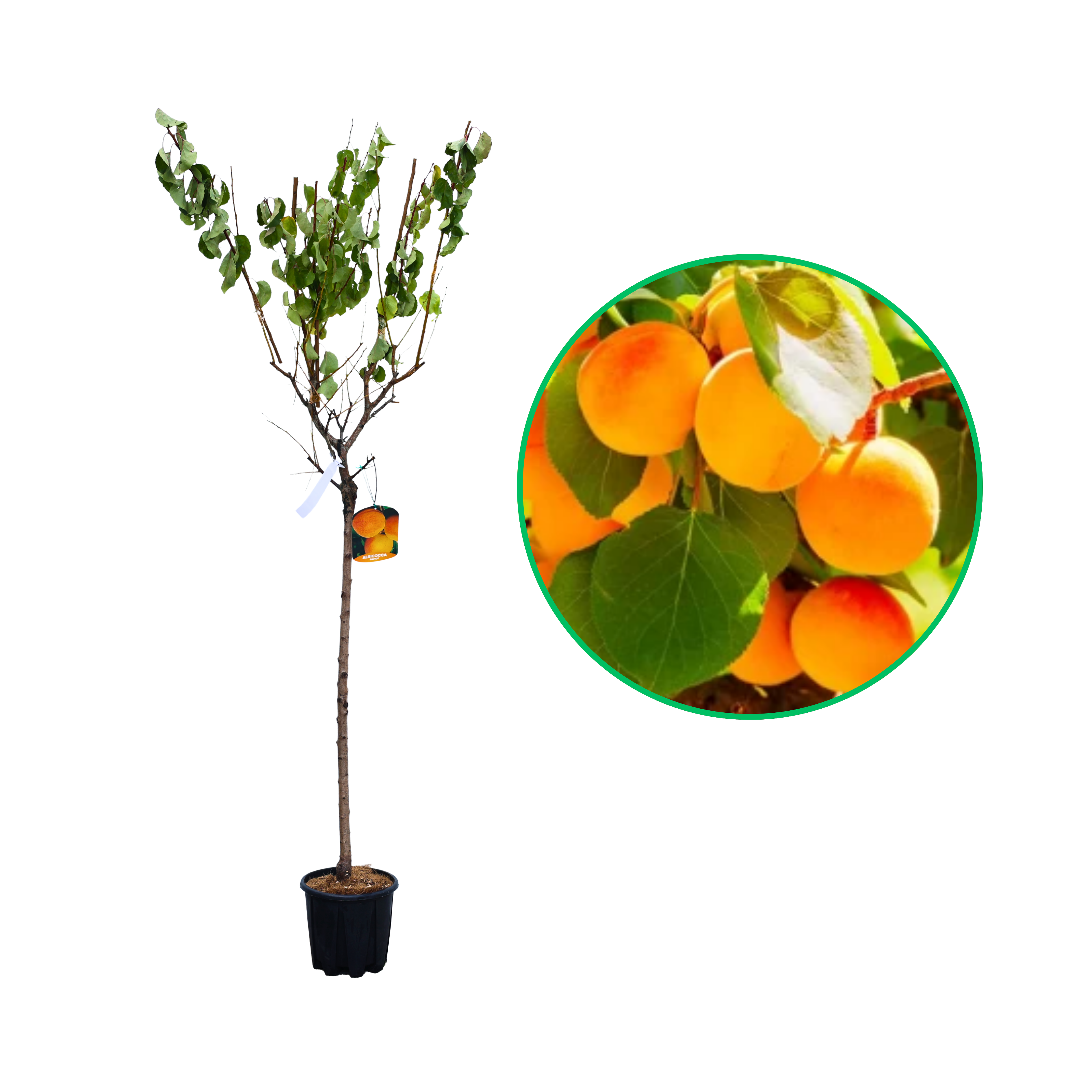 Cais Bella D`Imola, Prunus Armeniaca